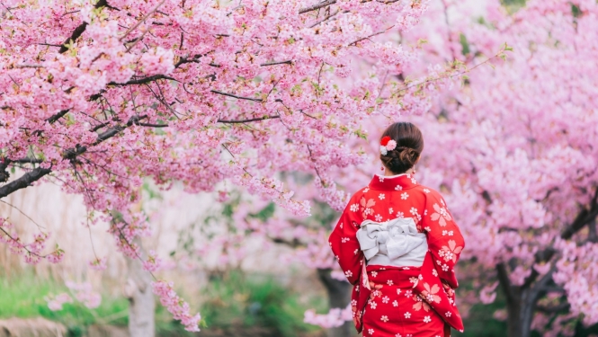 japānas sakura un japāniete nacionālajā tērpā
