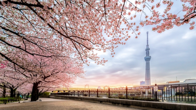 skats uz Tokio pilsētu ar rozā sakuras kokiem