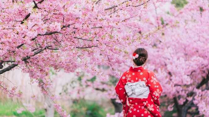 japānas sakura un japāniete nacionālajā tērpā