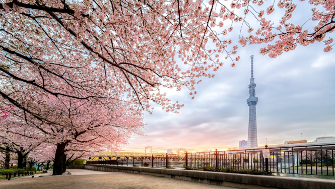 skats uz Tokio pilsētu ar rozā sakuras kokiem