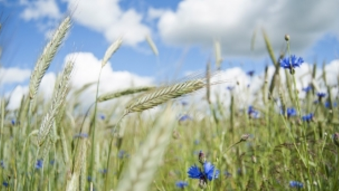 Noskaidros labākos jaunos profesionāļus lauksaimniecībā