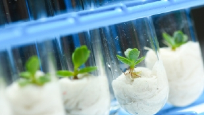 Horizon 2020 prioritātes „Pētniecības infrastruktūras” Informācijas diena par e-infrastruktūrām