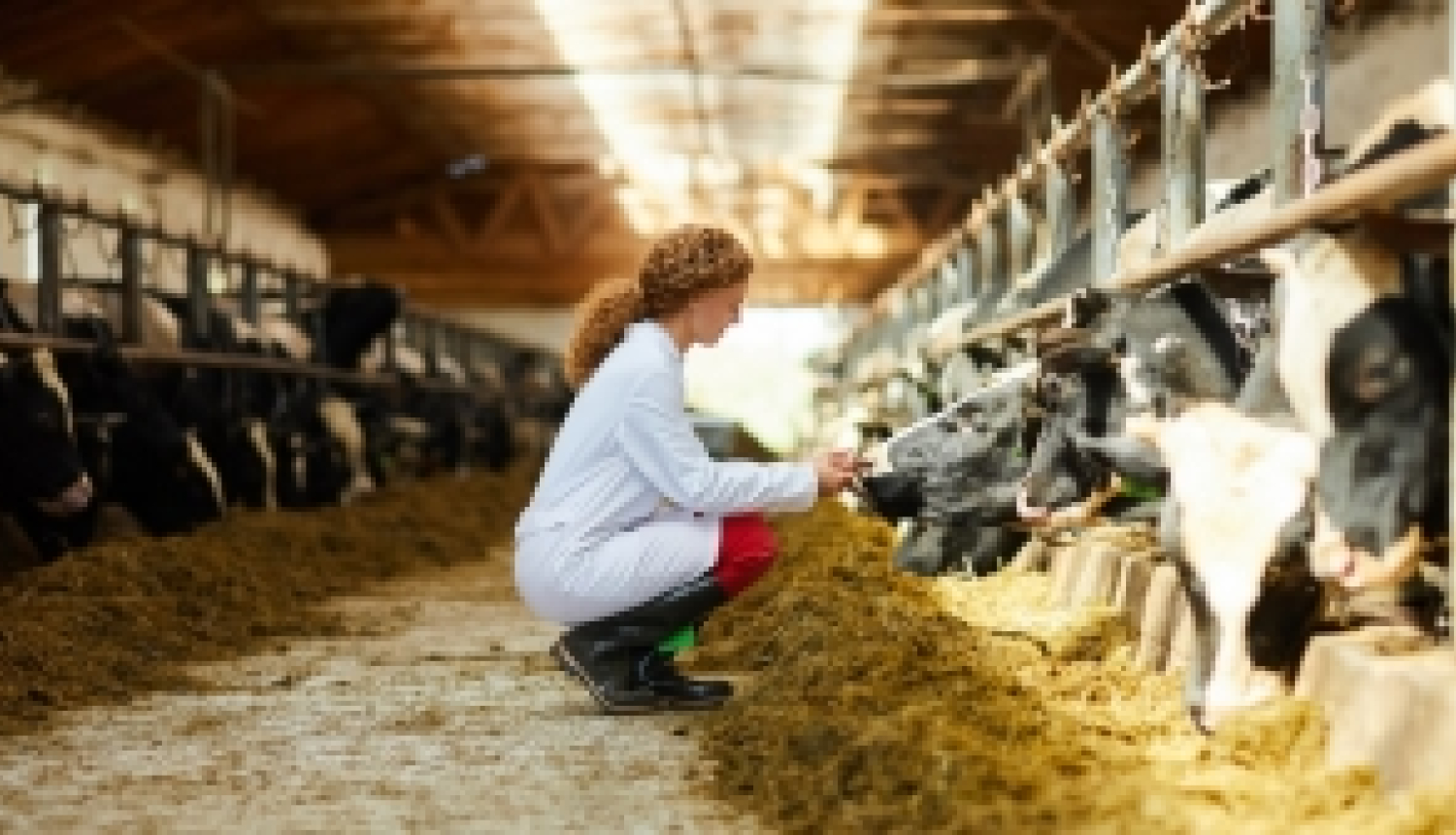 Izsludināts ERA-NET ICRAD konkurss par dzīvnieku infekcijas slimību pētniecību