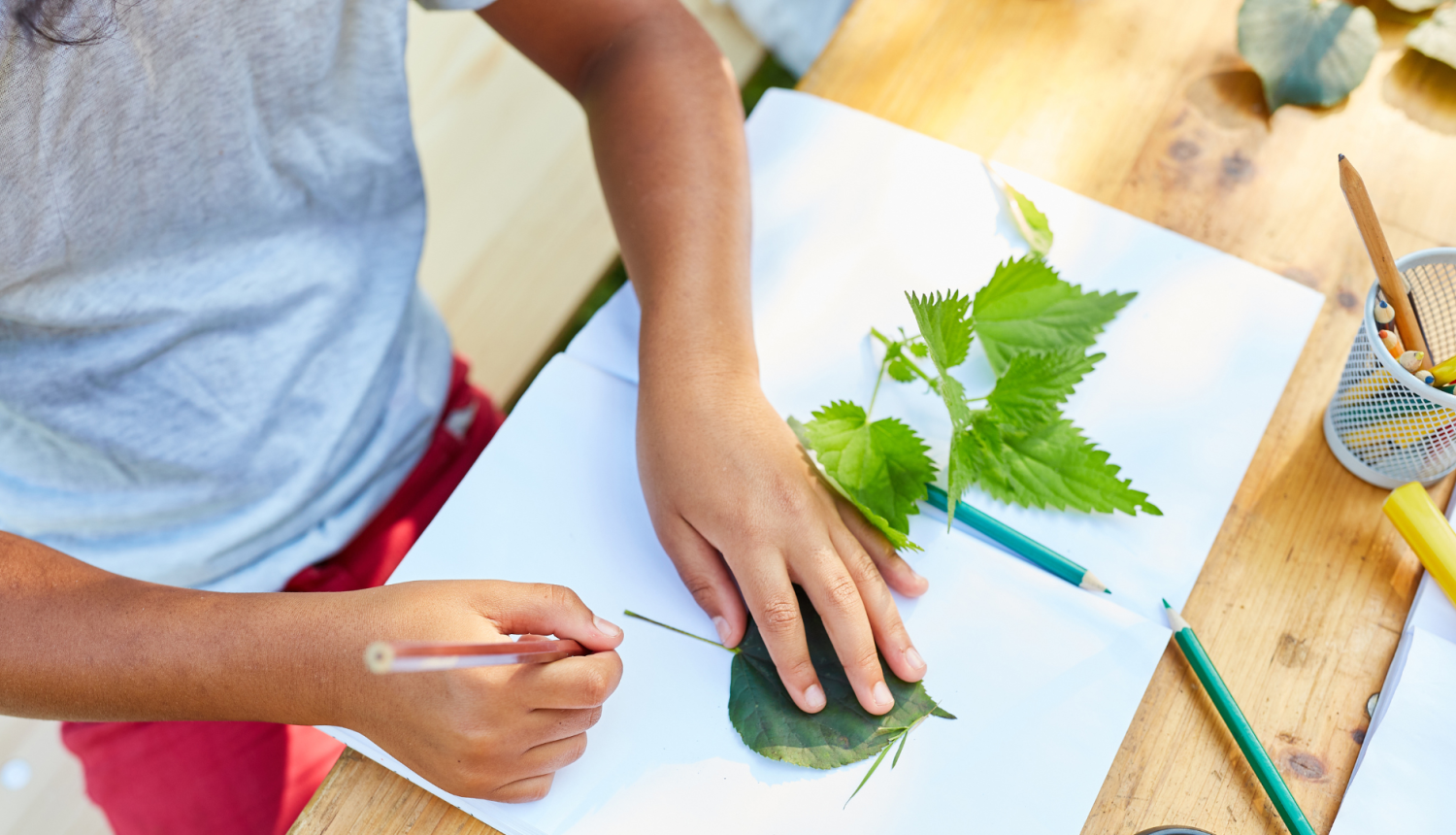 Eurydice petijuma vizualis - bērns uz papīra apvelk koka lapu kontūras