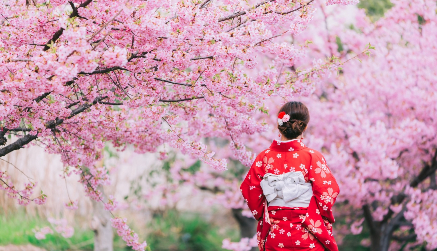 japānas sakura un japāniete nacionālajā tērpā
