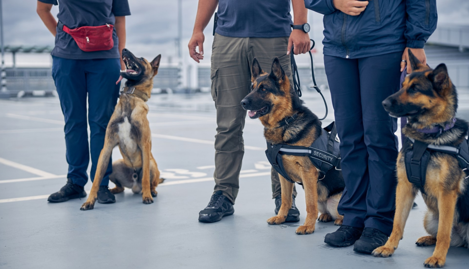 robezsardze kinologi ar suniem Stunda nozarē