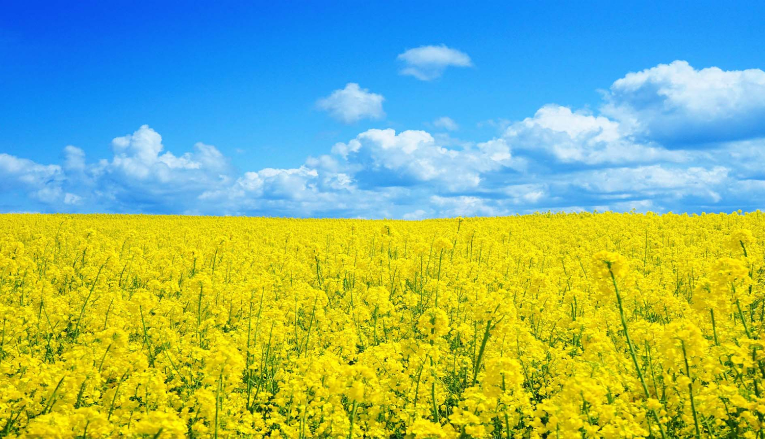 WorldSkills EuroSkills cancel Russia Belarus partisipation 