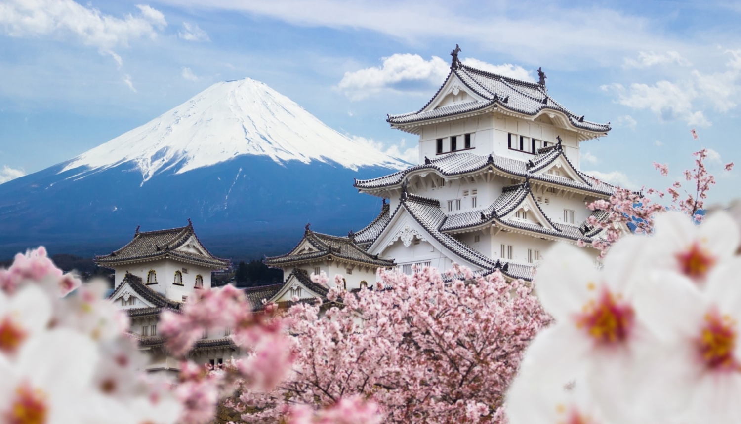 Japānas stipendija, sakura priekšplānā un skats uz Fudzijama kalna virsotni