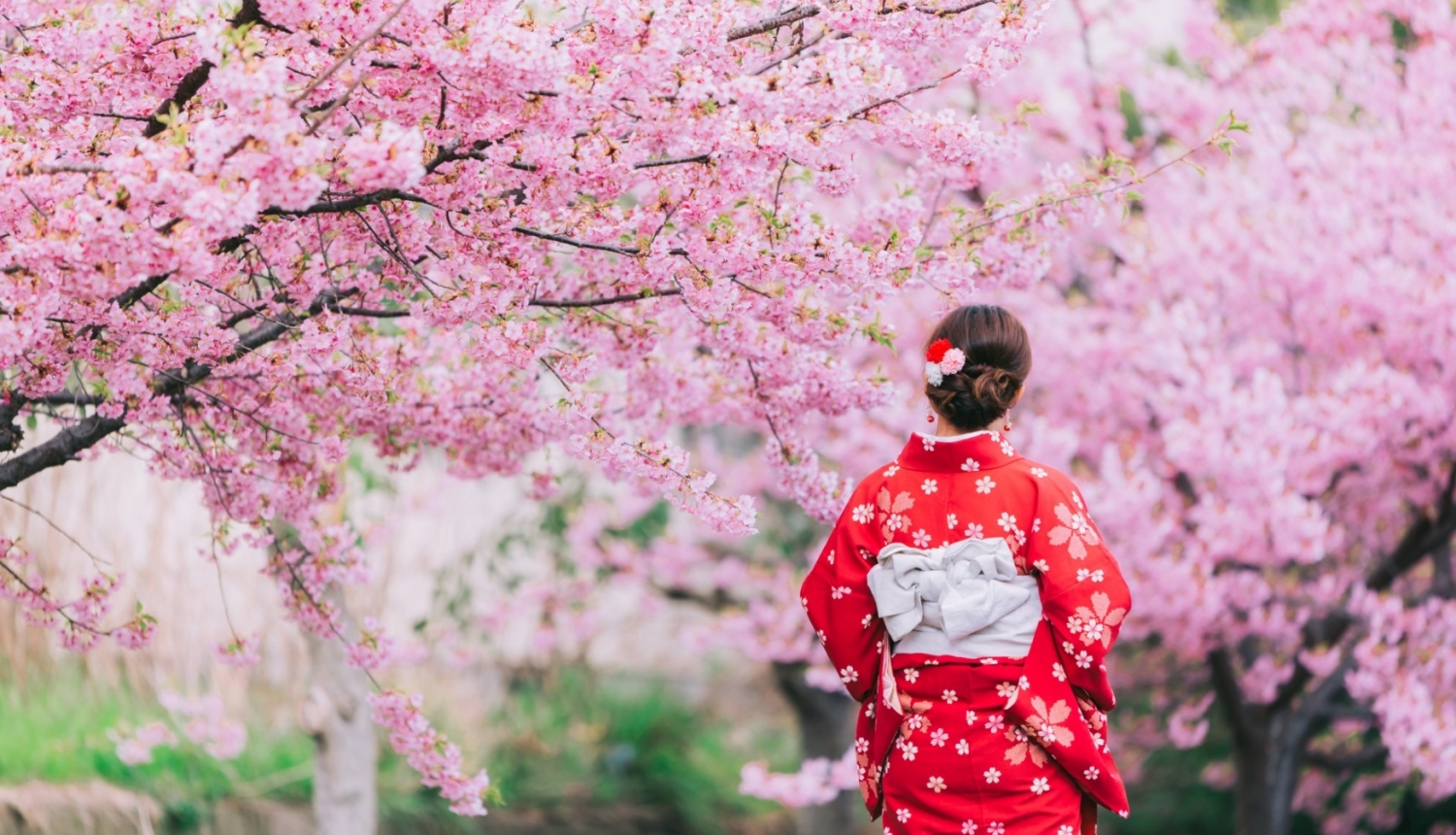 japānas sakura un japāniete nacionālajā tērpā