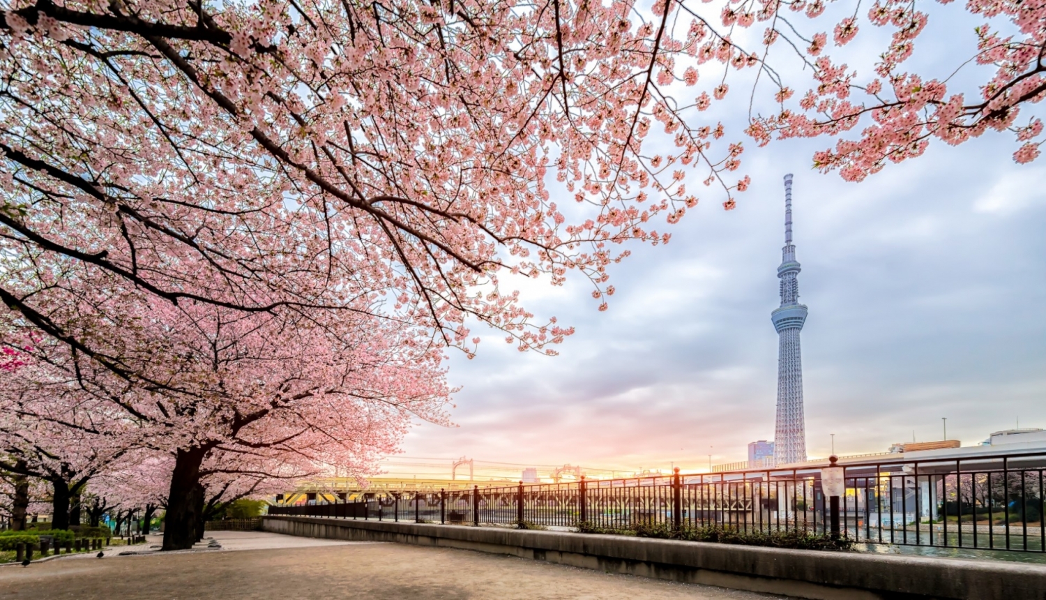 skats uz Tokio pilsētu ar rozā sakuras kokiem